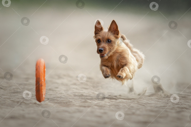 Скачать Собака с пуллером фотосток Ozero