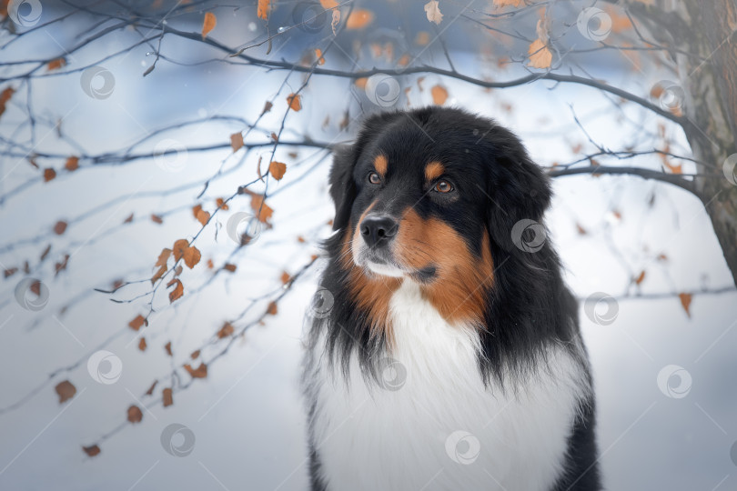 Скачать Зимний портрет собаки фотосток Ozero