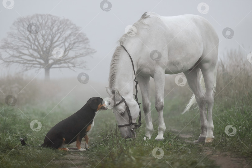 Скачать Собака и лошадь в тумане. фотосток Ozero