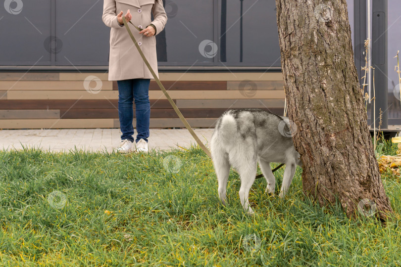 Скачать собака хаски готовится пометить дерево во время прогулки фотосток Ozero