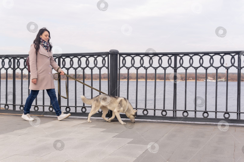 Скачать молодая женщина с собакой породы хаски прогуливается по набережной осенним днем фотосток Ozero