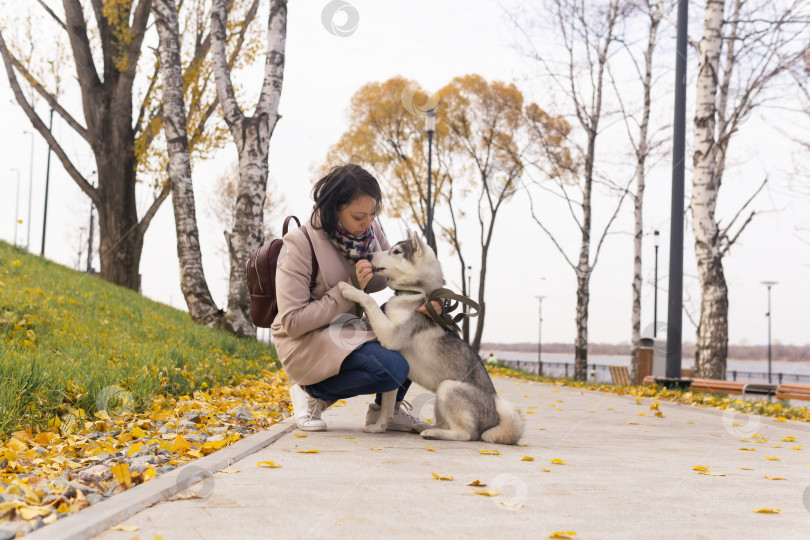 Скачать молодая женщина тренирует свою собаку породы хаски в осеннем парке фотосток Ozero
