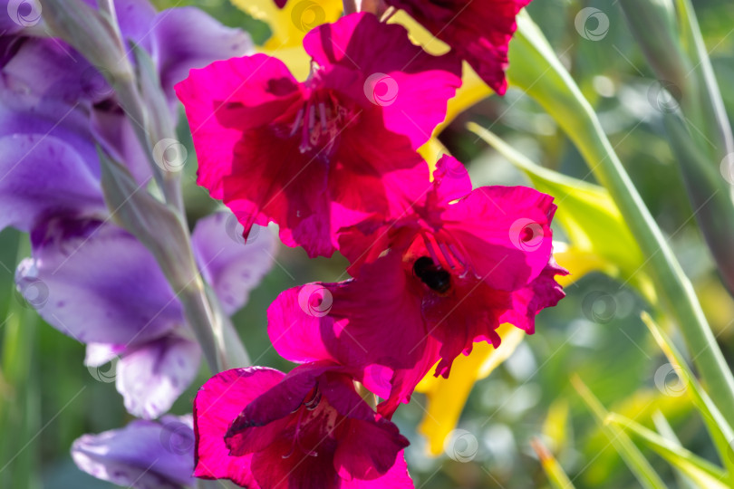 Скачать разноцветные гладиолусы, растущие в саду фотосток Ozero