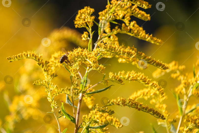 Скачать цветущий канадский золотарник с пчелой на солнечном свету крупным планом фотосток Ozero