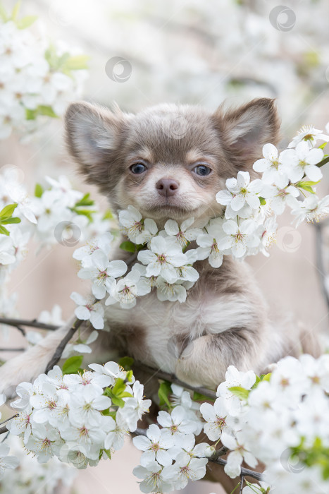 Скачать Красивый портрет щенка в цветах фотосток Ozero