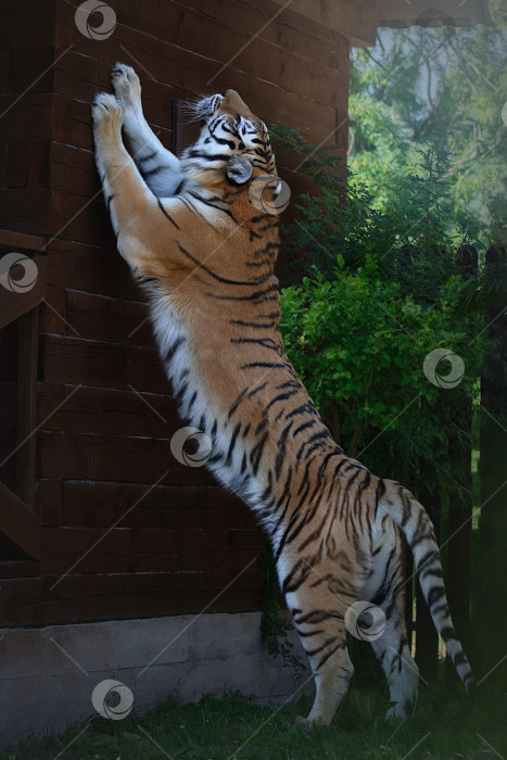 Скачать Красивый Бенгальский тигр фотосток Ozero