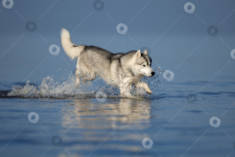 Скачать Хаски на воде. фотосток Ozero