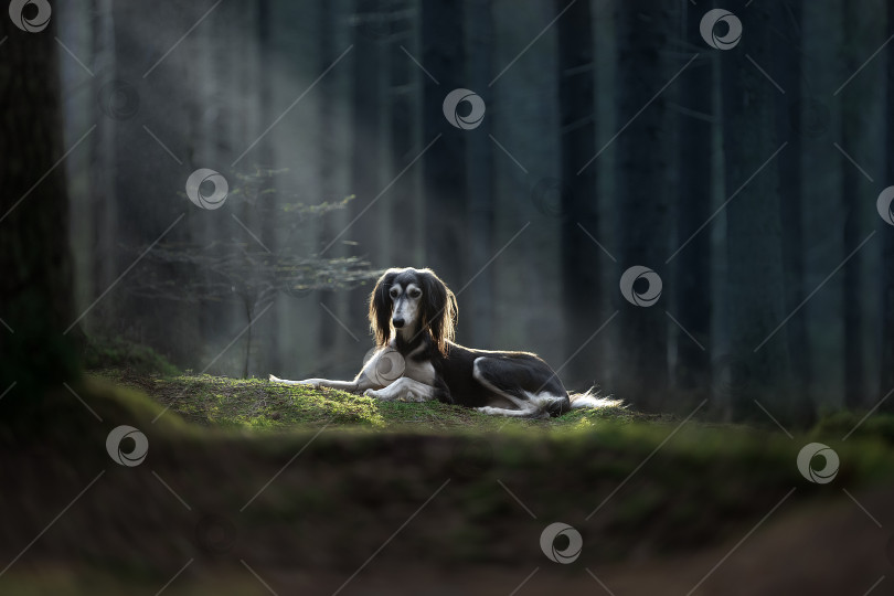 Скачать Собака в лесу фотосток Ozero