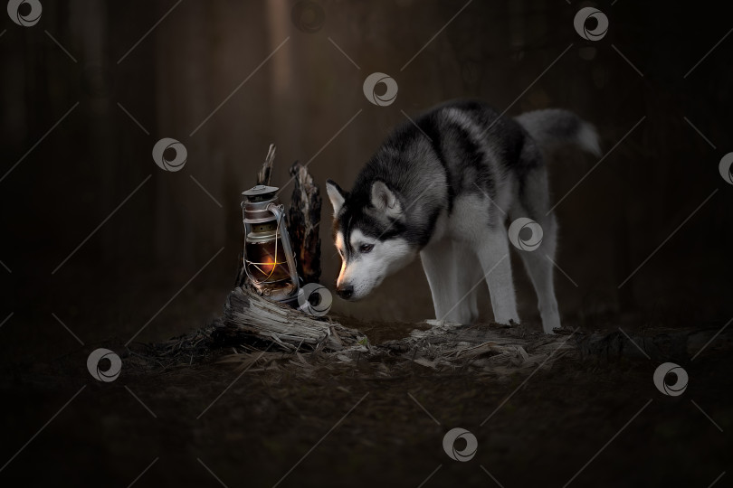 Скачать Собака в лесу с фонарем фотосток Ozero