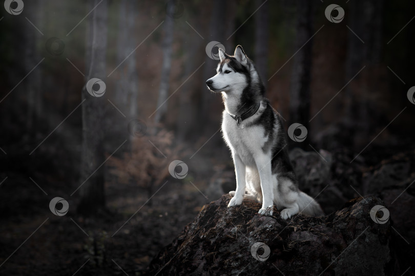 Скачать Собака на камнях фотосток Ozero