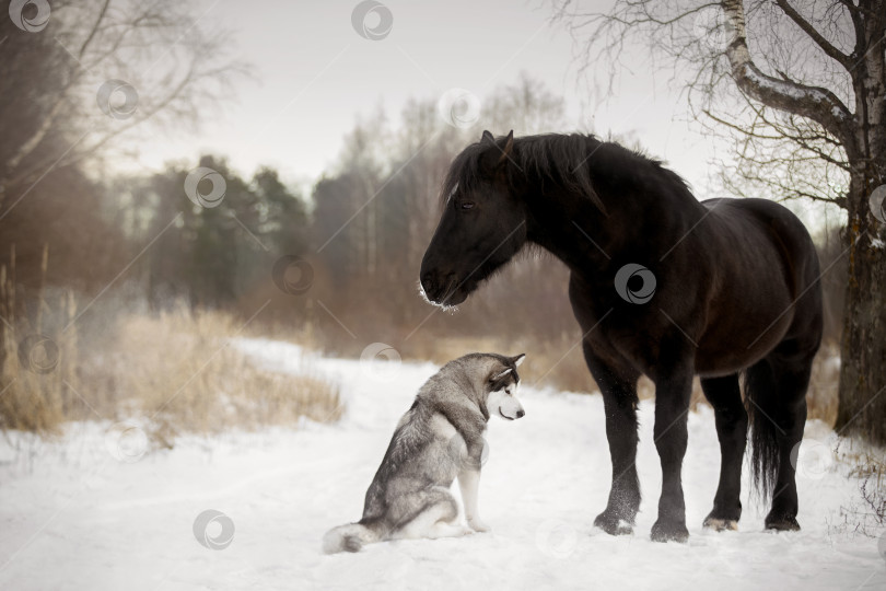Скачать Собака и лошадь фотосток Ozero