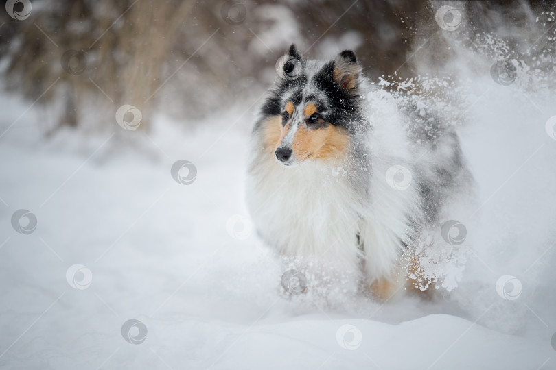 Скачать Колли в снегу фотосток Ozero