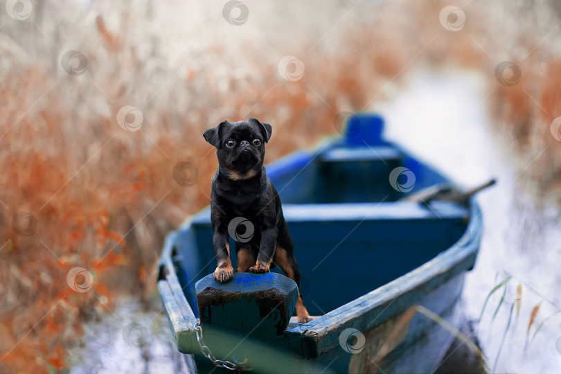 Скачать Собака в лодке фотосток Ozero