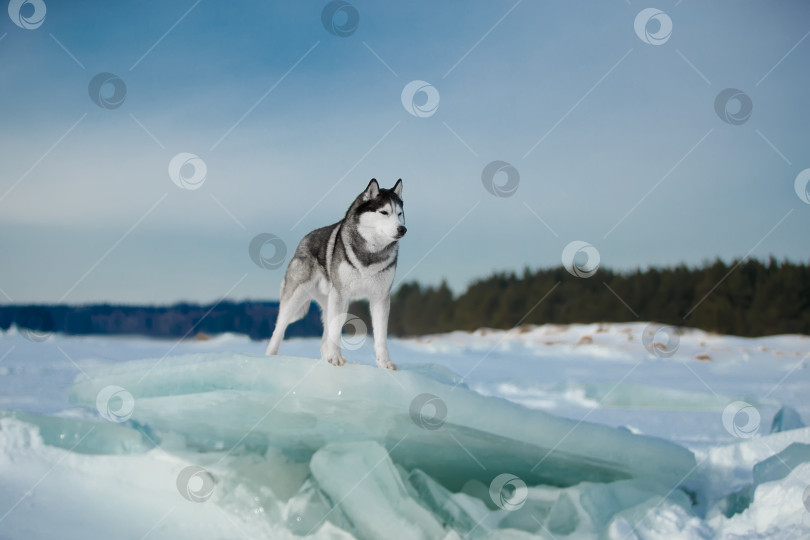 Скачать Собака на льдинах фотосток Ozero