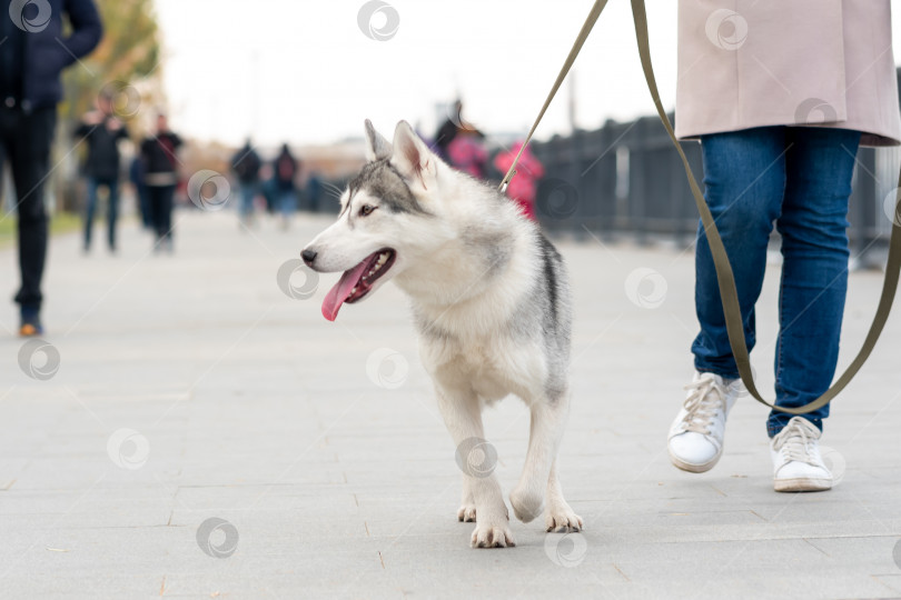 Скачать собака хаски прогуливается со своим хозяином по набережной осенним днем фотосток Ozero