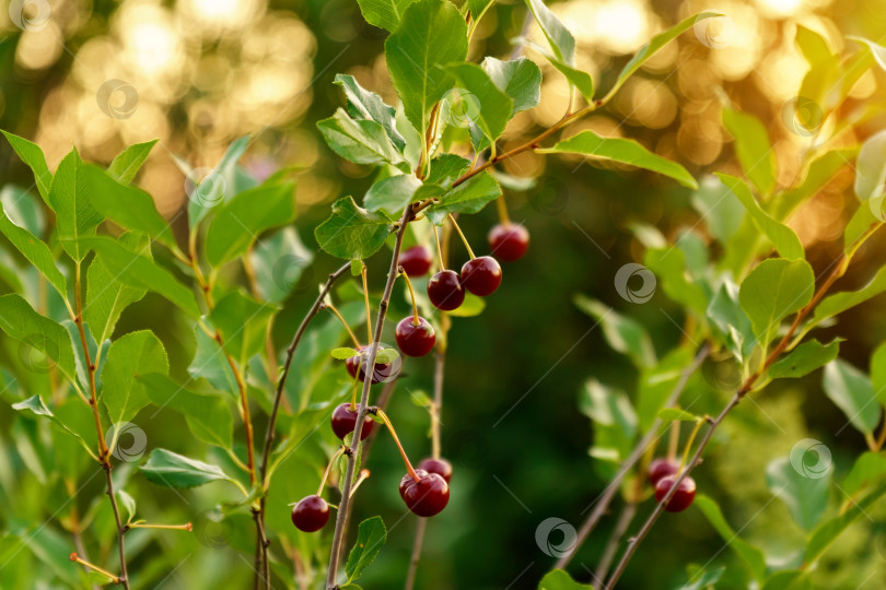 Скачать Красные вишни, висящие на дереве в саду, спелый prunus avium, польза ягод для здоровья. Избирательный фокус фотосток Ozero