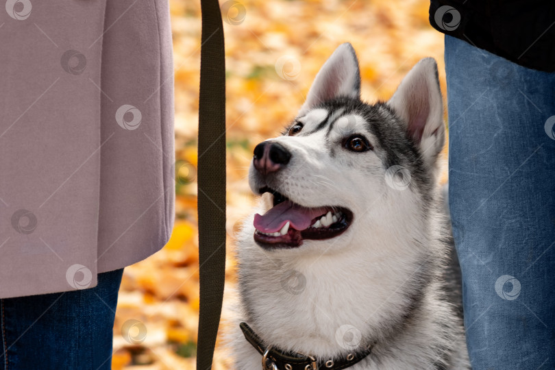 Скачать портрет собаки хаски между ее владельцами на фоне осенней листвы фотосток Ozero