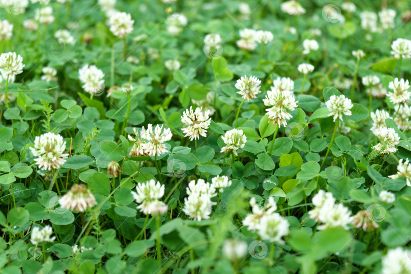 Скачать Trifolium pratense, белый клевер, - травянистый вид цветковых растений семейства бобовых, селективный фокус. фотосток Ozero