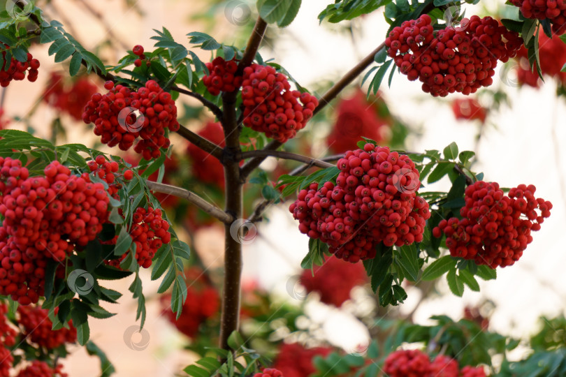 Скачать Ветка рябины с гроздью красных спелых ягод. Дерево Sorbus aucuparia, избирательный фокус фотосток Ozero