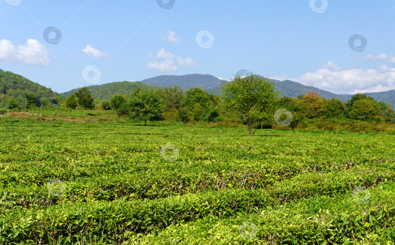 Скачать Поля с чаем, сбор урожая. Естественный отбор, свежие чайные листья на чайной ферме фотосток Ozero