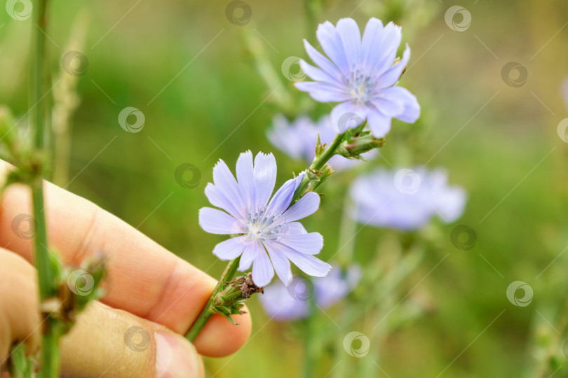 Скачать Голубой цветок цикория, цветущий на природе, цветочный фон с пространством для копирования фотосток Ozero