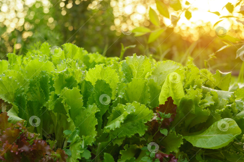 Скачать Свежие листья зеленого салата, урожайные и веганские. Здоровое питание. Избирательный фокус фотосток Ozero