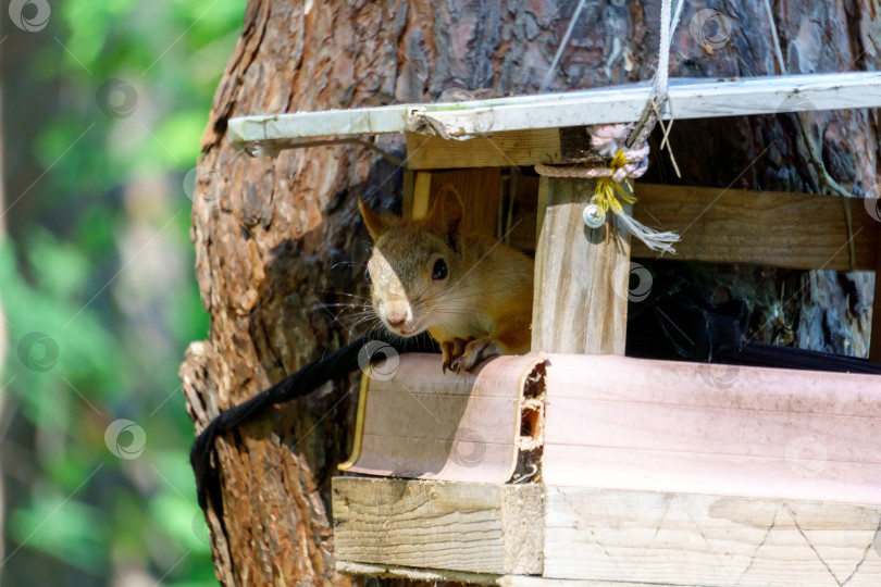 Скачать Портрет белки sciurus carolinensis, сидящей на дереве в своем доме. Избирательный фокус фотосток Ozero