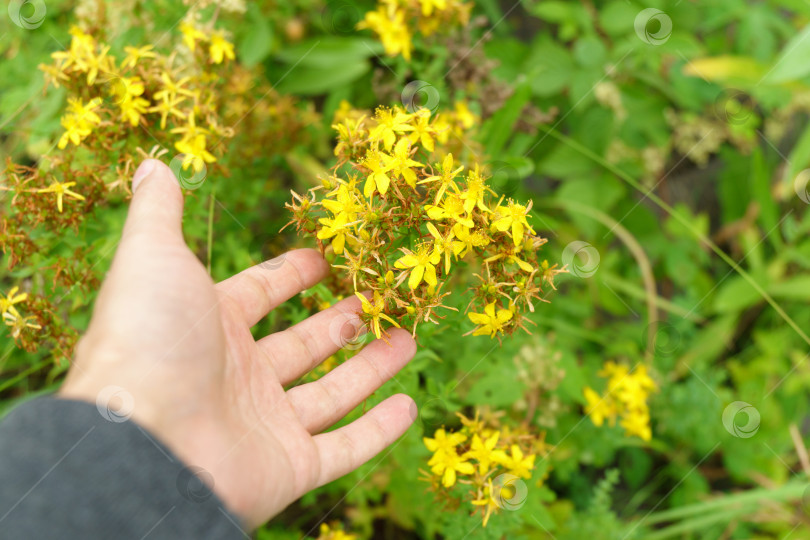 Скачать Зверобой продырявленный Hypericum perforatum на лугу солнечным утром. Избирательный фокус фотосток Ozero