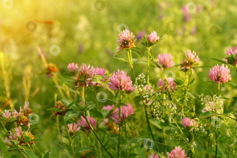 Скачать Trifolium pratense, красный клевер, - травянистый вид цветковых растений семейства бобовых, селективный фокус. Закат фотосток Ozero