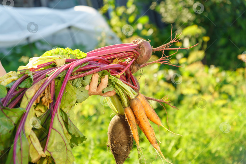 Скачать Осенняя красная свекла, столовая свекла Beta vulgaris. Осенний урожай моркови и свеклы только с грядки фотосток Ozero