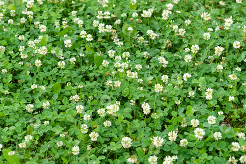 Скачать Цветки белого клевера трехлистного (Trifolium repens).Растение съедобное, лекарственное. Выращивается как кормовое растение. фотосток Ozero