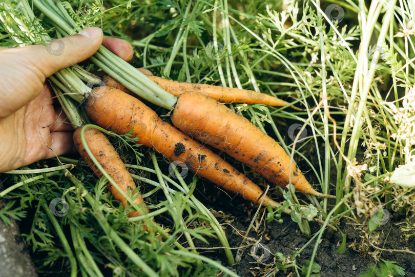 Скачать Морковь, собранная с грядки, сезон сбора урожая в огороде. Сельское хозяйство, садоводство, выращивание овощей фотосток Ozero