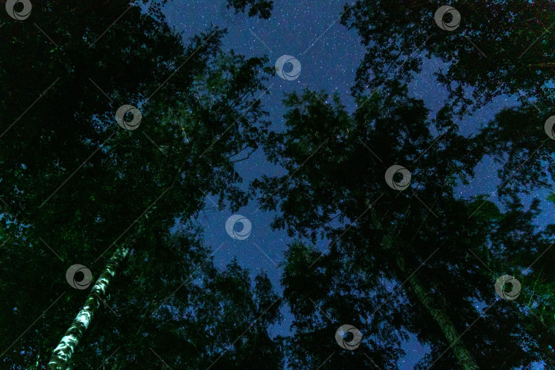 Скачать Ночное звездное небо с силуэтами деревьев. Фотосъемка с длительной экспозицией. Пространство для копирования. Ночной пейзаж фотосток Ozero