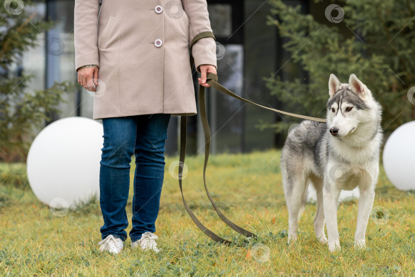 Скачать собака хаски гуляет со своим хозяином в городском парке фотосток Ozero