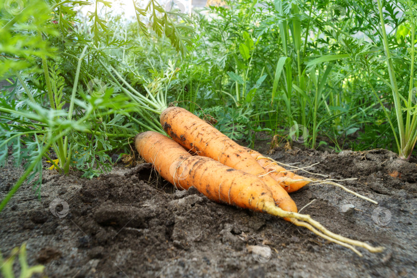 Скачать Урожай крупным планом в саду. Натуральные и органически чистые продукты. Концепция использования удобрений и ГМО фотосток Ozero