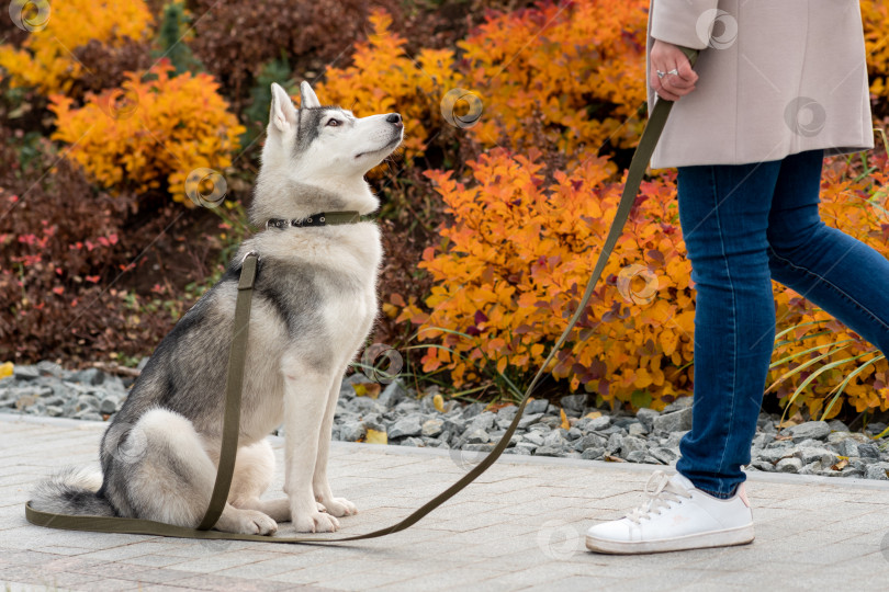 Скачать собака породы хаски рядом со своим хозяином на фоне осенней листвы фотосток Ozero