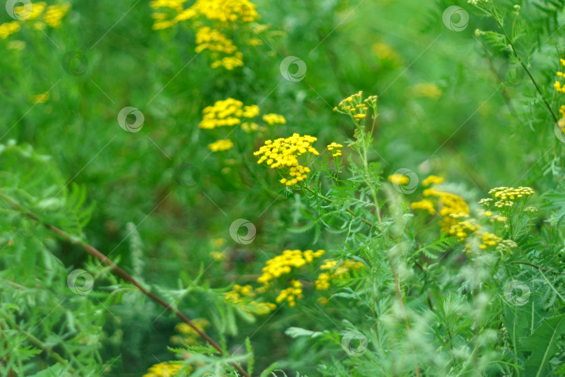 Скачать Желтые цветки пижмы обыкновенной, Tanacetum vulgare. Растение пижмы обыкновенной Tanacetum vulgare, Пижма обыкновенная. Избирательный фокус фотосток Ozero