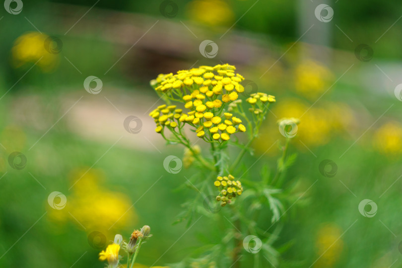 Скачать Желтые цветки пижмы обыкновенной Tanacetum vulgare, пижмы обыкновенной, коровьей горечи или золотых пуговиц. Избирательный фокус фотосток Ozero