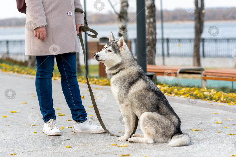 Скачать классная собака хаски рядом со своим хозяином, она, кажется, что-то подозревает фотосток Ozero