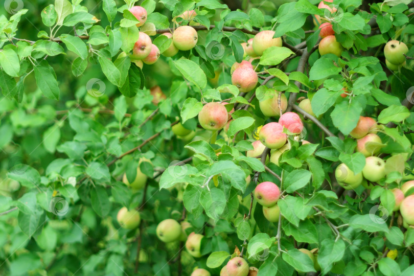 Скачать Спелые сочные яблоки висят на ветке в фруктовом саду. Крупный план. Сельское хозяйство, сбор урожая продуктов питания, садоводство. Избирательный фокус фотосток Ozero