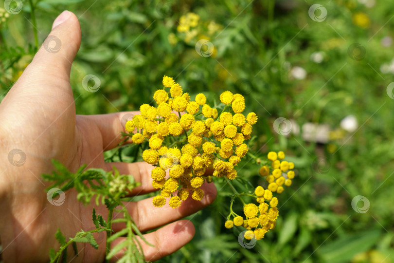 Скачать Желтые цветки пижмы обыкновенной Tanacetum vulgare, пижмы обыкновенной, коровьей горечи или золотых пуговиц. Избирательный фокус фотосток Ozero