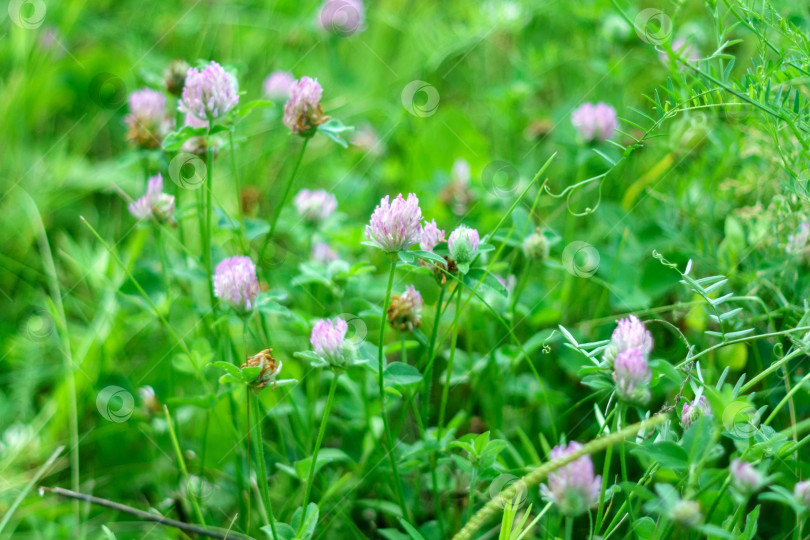 Скачать Цветки розового клевера Trifolium repens.Растение съедобное, лекарственное. Выращивается как кормовое растение фотосток Ozero