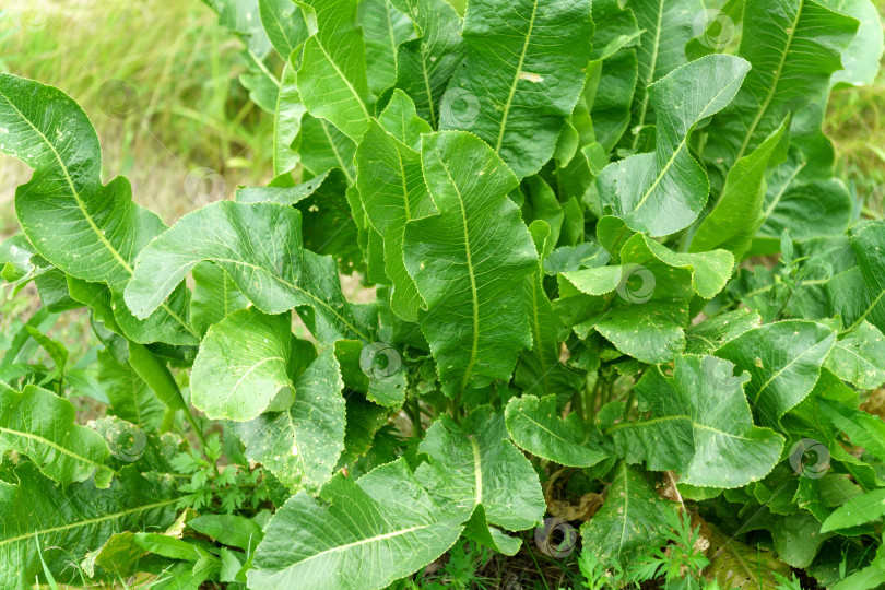 Скачать Хрен Armoracia rusticana, син. Cochlearia armoracia - многолетнее растение семейства Brassicaceae. Избирательный фокус фотосток Ozero