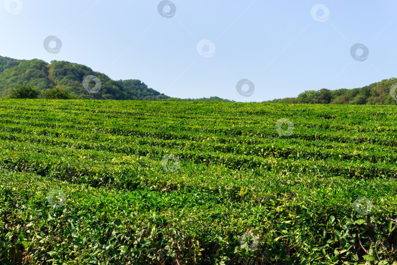 Скачать Чайные листья, чай - традиционный напиток в Азии, свежий фон, избирательная направленность. Пространство для копирования фотосток Ozero