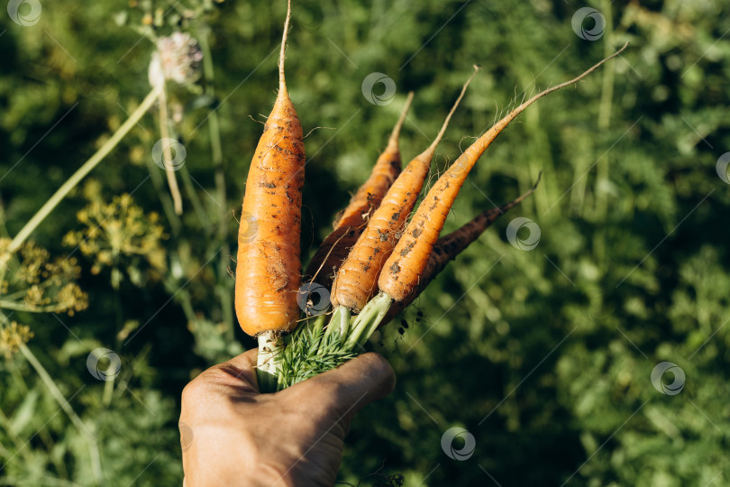 Скачать Свежая морковь, собранная с грядки. Морковь на грядке. Сбор урожая. Сельское хозяйство. Избирательный фокус фотосток Ozero