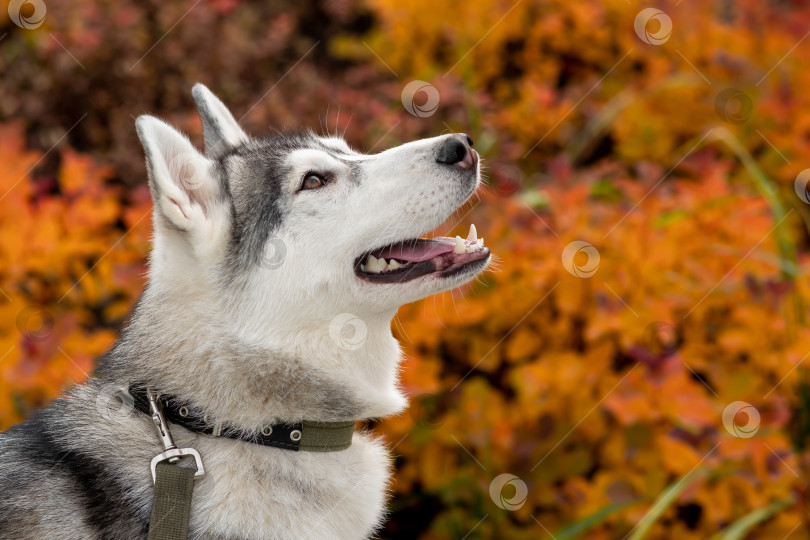 Скачать портрет собаки породы хаски на фоне оранжевой листвы фотосток Ozero