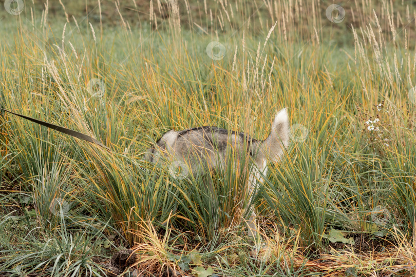 Скачать собака хаски на поводке что-то роет в траве фотосток Ozero