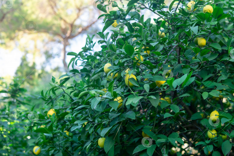 Скачать лимоны созревают на ветвях крупным планом фотосток Ozero