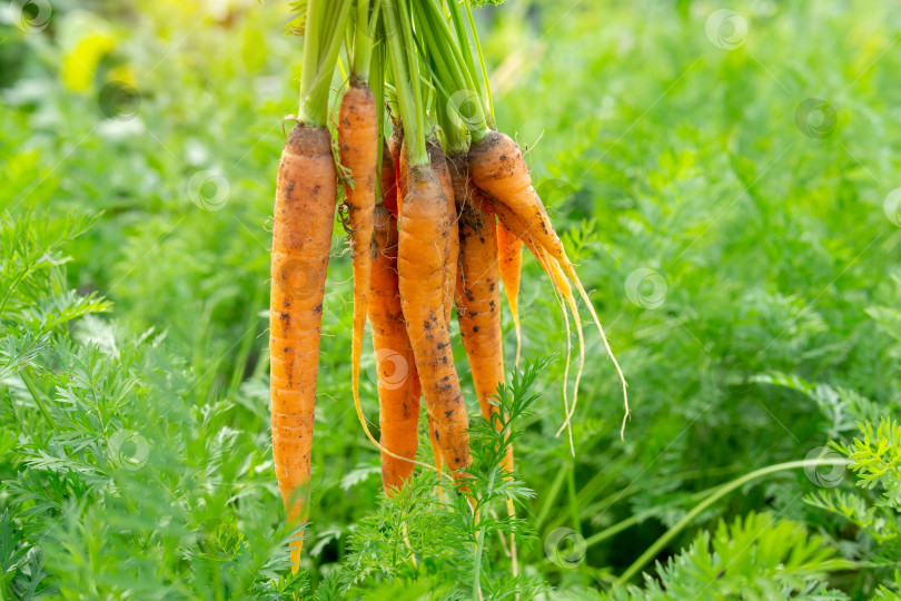Скачать Сбор урожая моркови. Частный сад, натуральное хозяйство, концепция хобби и досуга, концепция органического питания фотосток Ozero