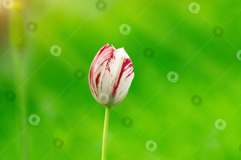 Скачать Бело-красный тюльпан на зеленом естественном фоне, место для копирования текста. Начало весны фотосток Ozero
